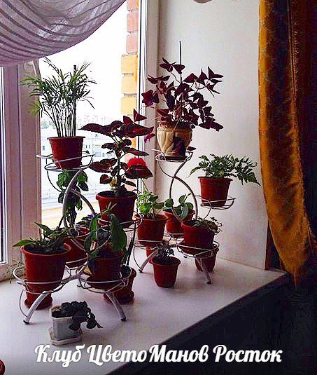 Подставка для цветов металлическая наоконная. Фото N7