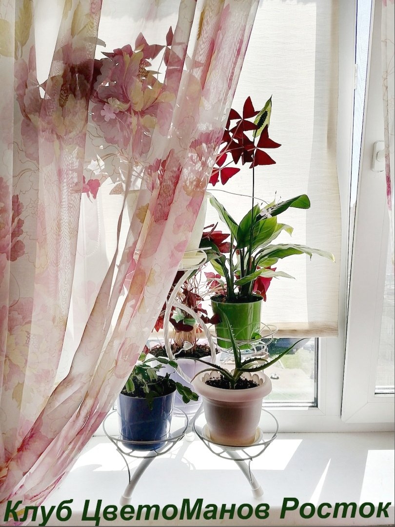 Подставка для цветов металлическая наоконная. Фото N6